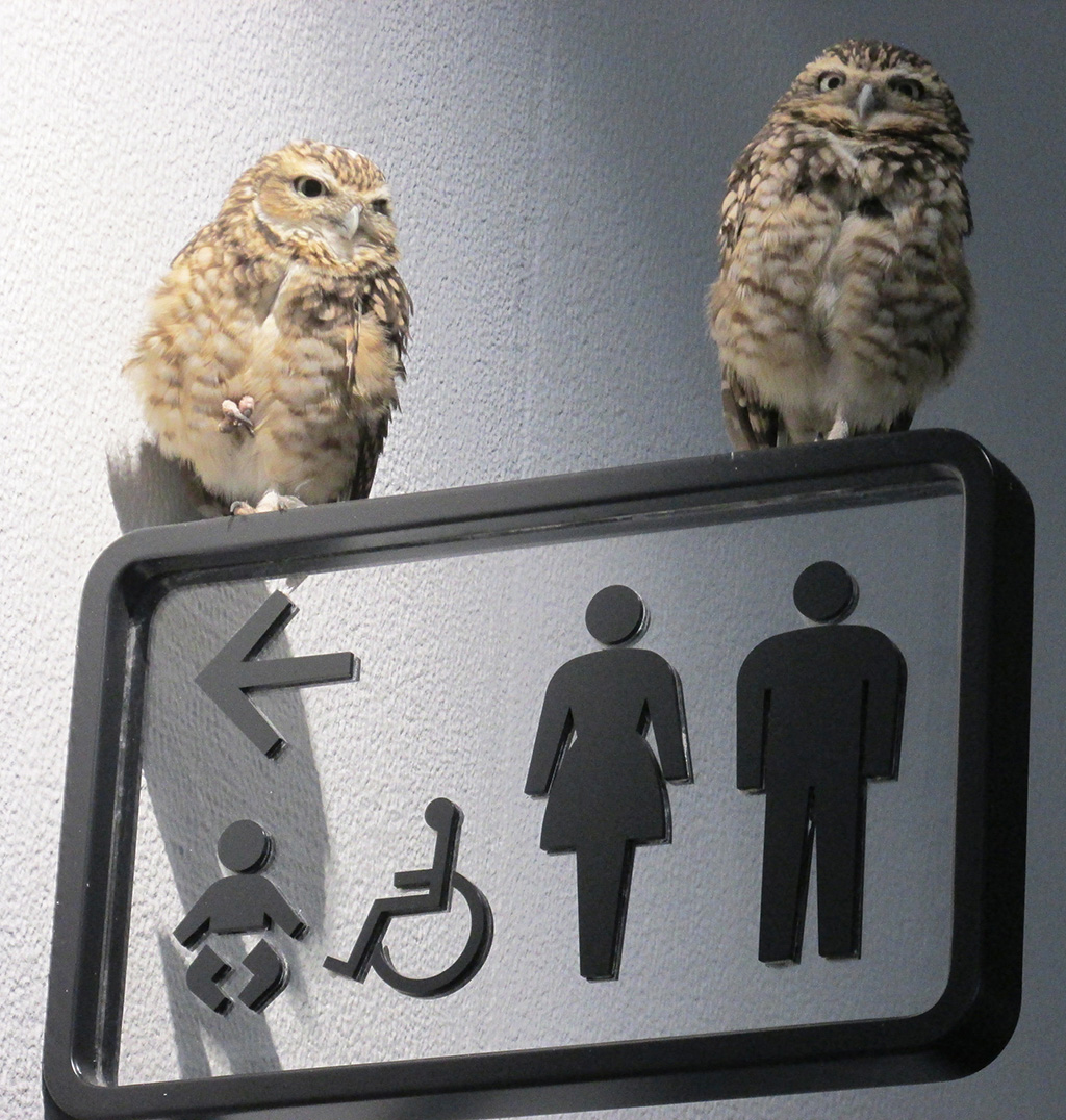 ニフレルのフクロウ（大阪府吹田市）