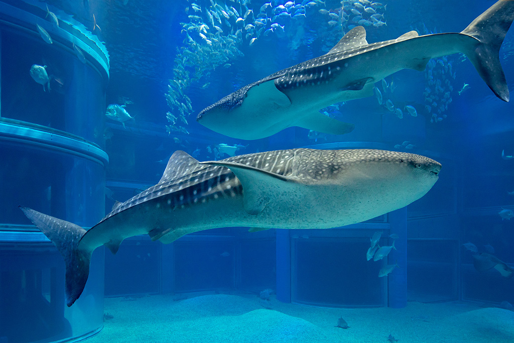 海遊館のジンベエザメ（大阪府/大阪市）