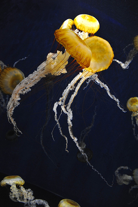新江ノ島水族館のクラゲ（神奈川県/藤沢市）