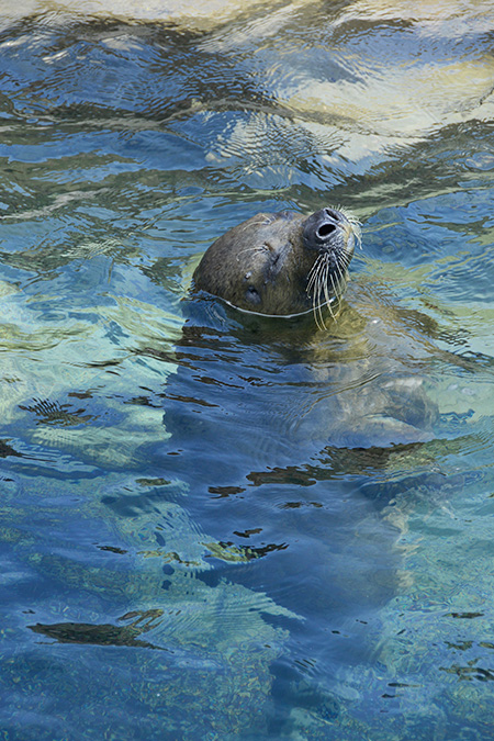 鴨川シーワールドのワモンアザラシ（千葉県/鴨川市）