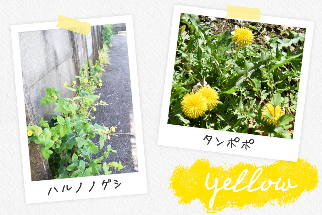 黄色い花/一般社団法人 遊心®