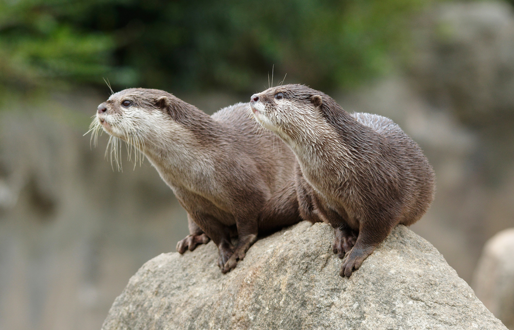 岩の上に乗るカワウソ/（山口県/宇部市）