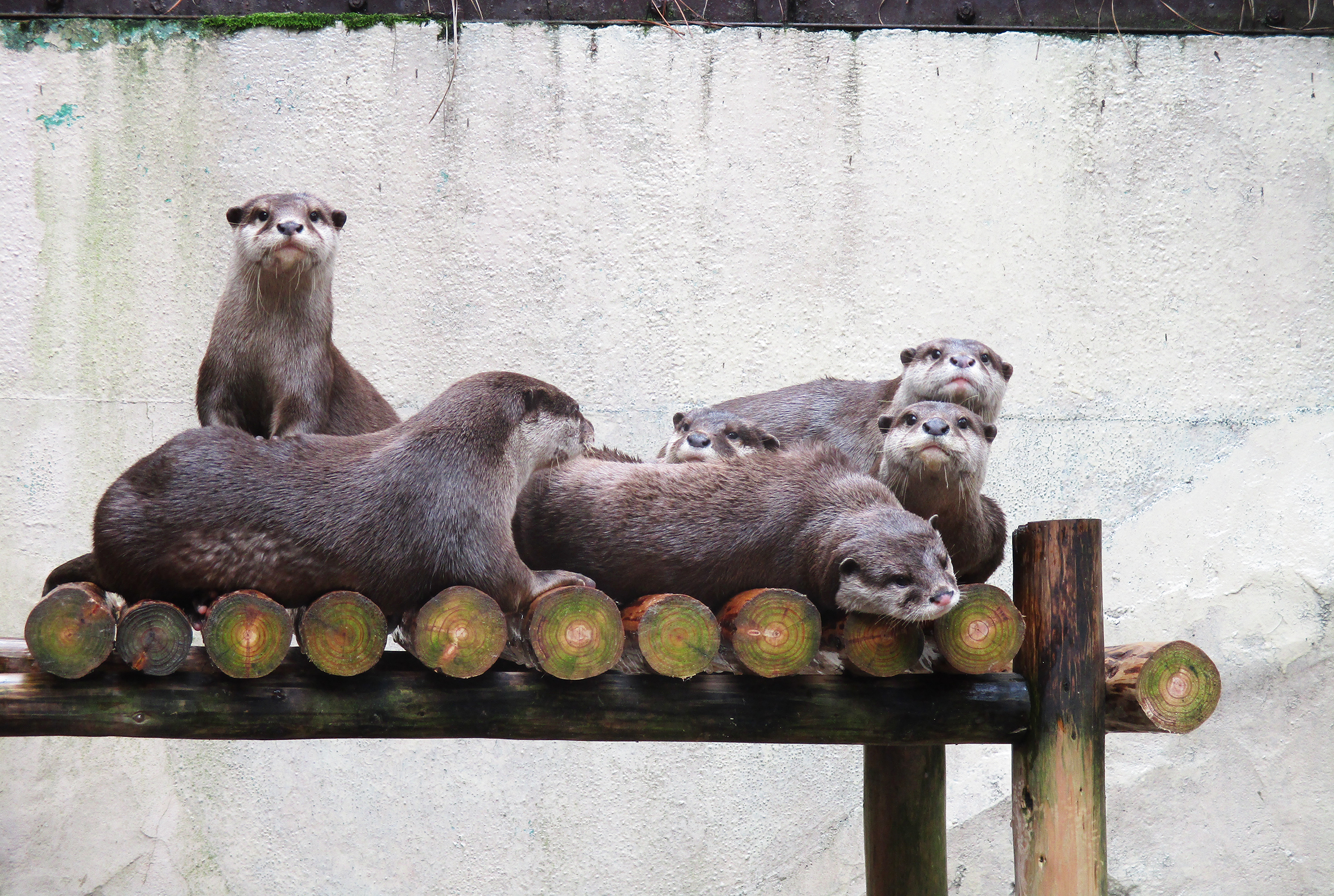 池田動物園のカワウソ（岡山県/岡山市）