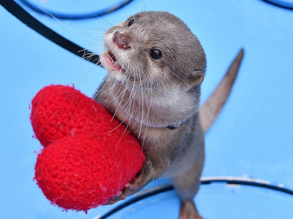 ハートを持つカワウソ