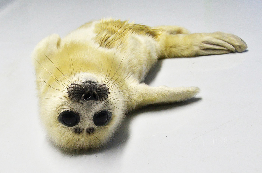 アザラシの赤ちゃん/サンシャイン水族館（東京都/豊島区）