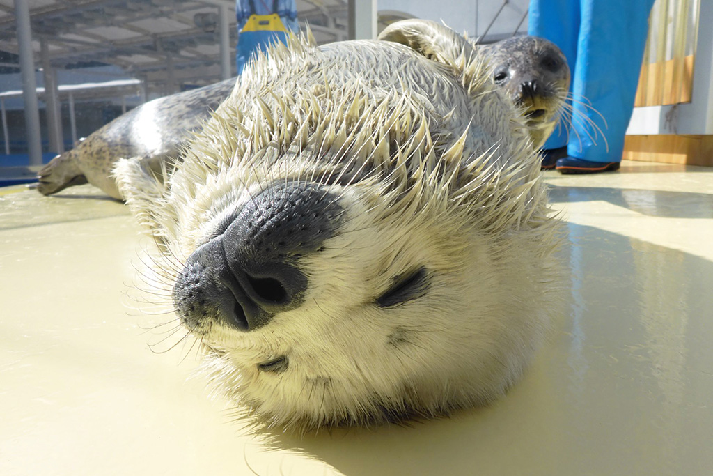 アザラシの赤ちゃん/島根県立しまね海洋館 アクアス（島根県/浜田市）