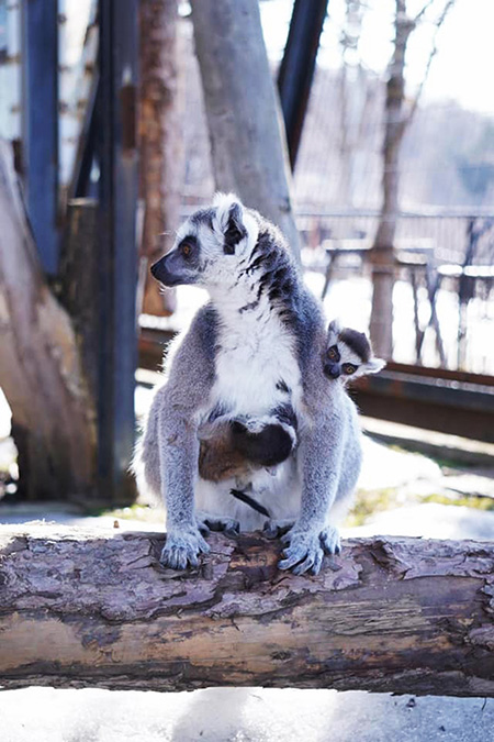 ワオキツネザルの赤ちゃん/旭川市旭山動物園（北海道/旭川市）