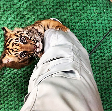 スマトラトラの赤ちゃん/仙台市八木山動物公園（宮城県/仙台市）