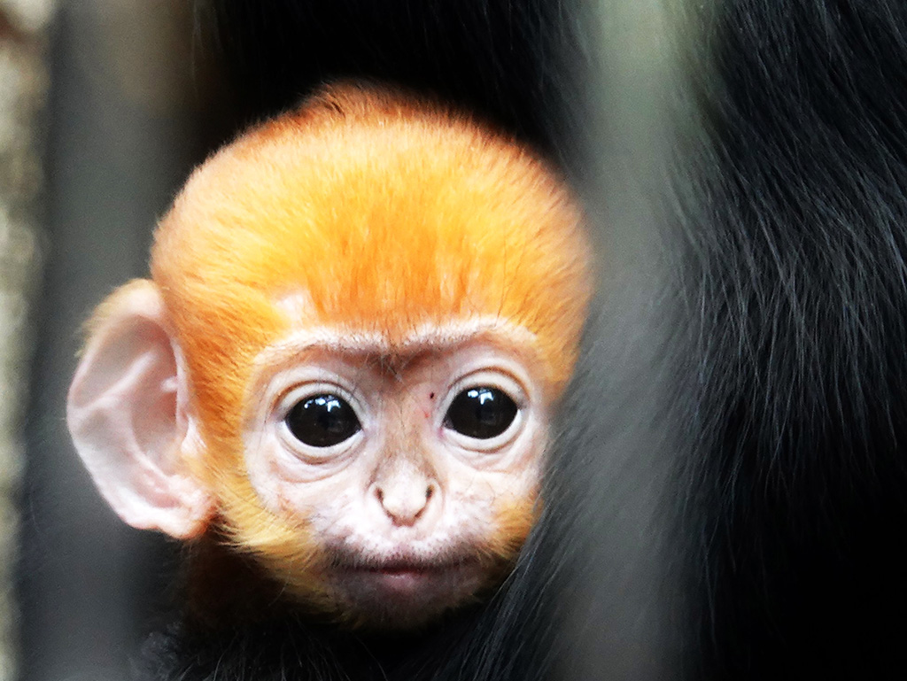 ドゥクラングールの赤ちゃん/よこはま動物園ズーラシア（神奈川県/横浜市）