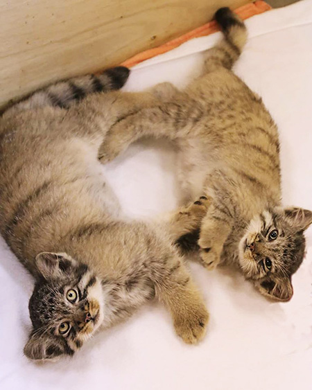 マヌルネコの赤ちゃん/那須どうぶつ王国（栃木県那須町）