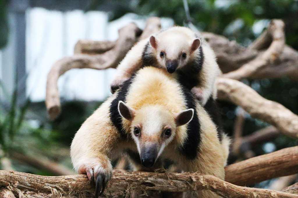 ミナミコアリクイの親子/神戸どうぶつ王国（兵庫県/神戸市）