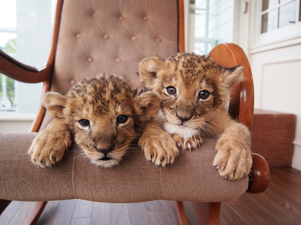 ライオンの赤ちゃん/九州自然動物公園 アフリカンサファリ（大分県/宇佐市）