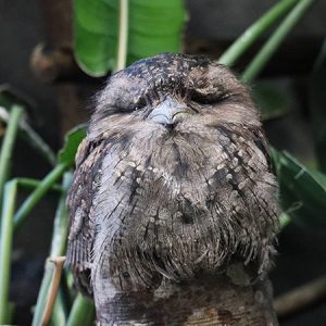 動物園アイドルの動画12選！ レッサーパンダやトラ、フクロウなど【休校・コロナ対策】