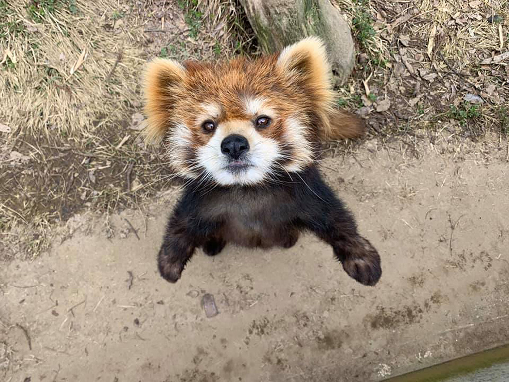 鯖江市西山動物園のレッサーパンダ(福井県/鯖江市)