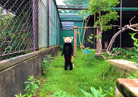 二本足で立つレッサーパンダ/東北サファリパーク(福島県/松市)