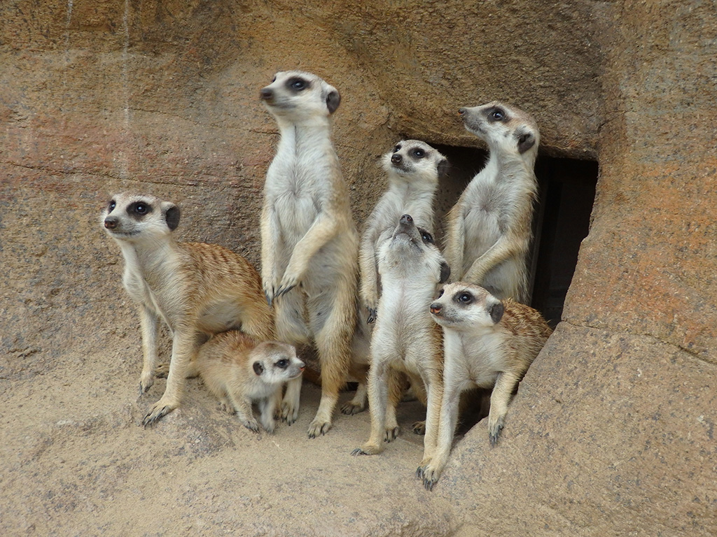 ミーアキャット/よこはま動物園ズーラシア(神奈川県/横浜市)