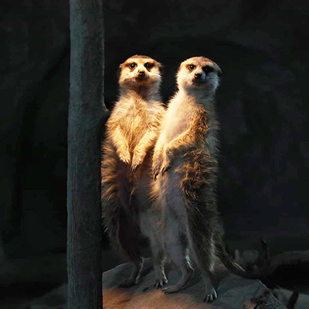 立ち上がったミーアキャット/那須どうぶつ王国(栃木県/那須町)