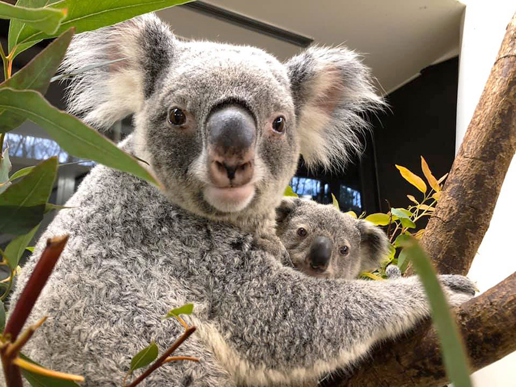 埼玉県こども動物自然公園のコアラ(埼玉県/東松山市)