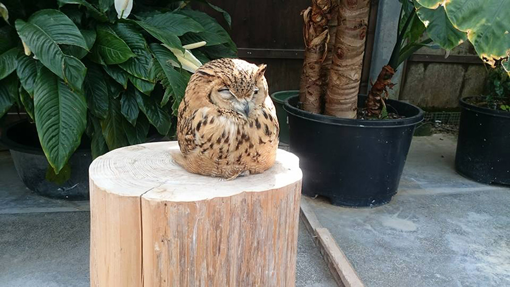掛川花鳥園のフクロウ(静岡県/掛川市)