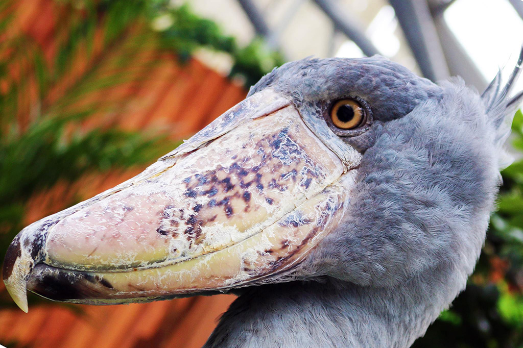 掛川花鳥園のハシビロコウ(静岡県掛川市)