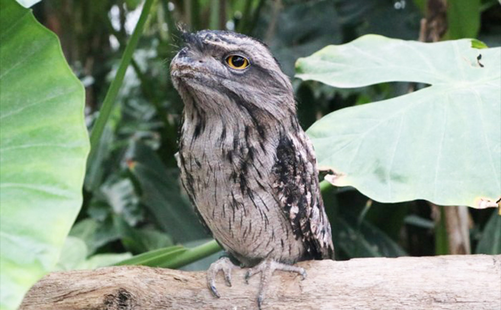 ガマグチヨタカ/神戸どうぶつ王国(兵庫県/神戸市)