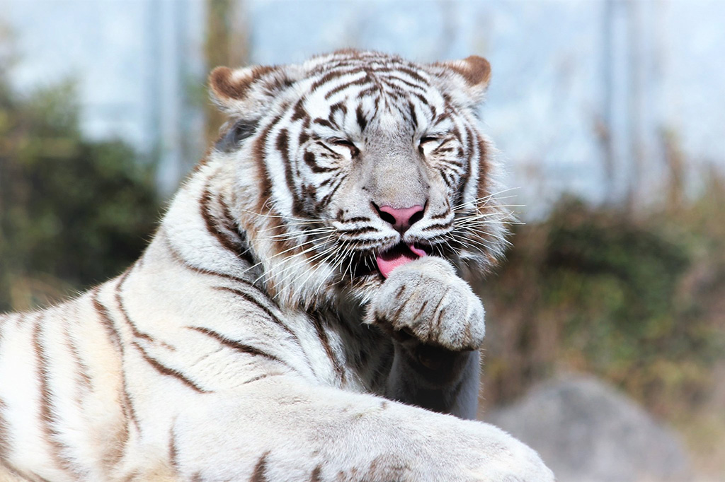 伊豆アニマルキングダムのホワイトタイガー(静岡県/東伊豆町)