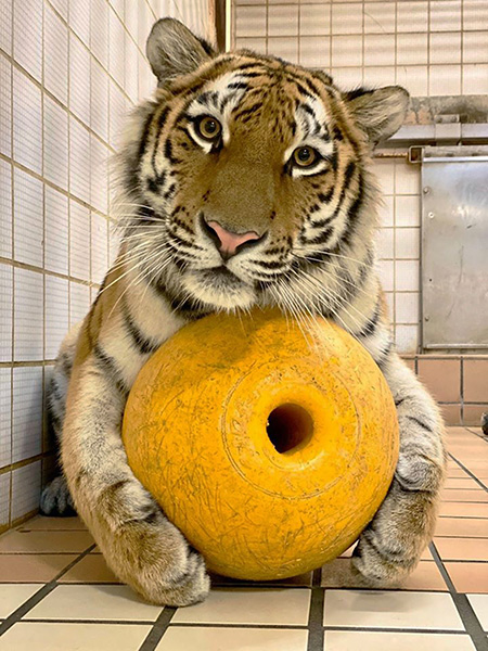 長野市茶臼山動物園のトラ(長野県/長野市)