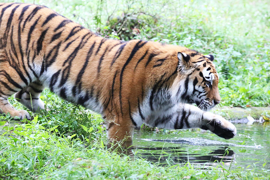富士サファリパークのトラ(静岡県/裾野市)