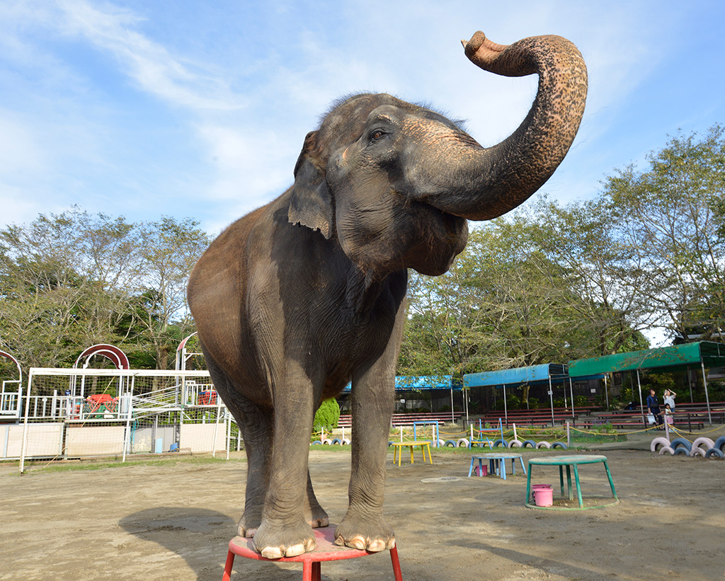 市原ぞうの国のゾウ(千葉県/市原市)