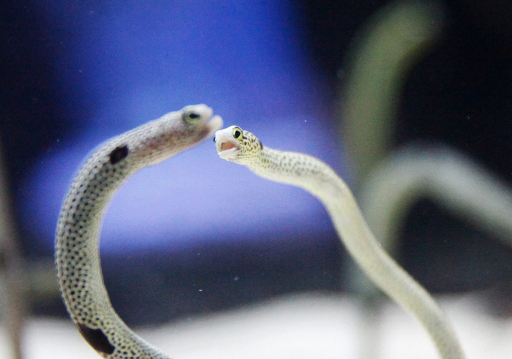 すみだ水族館のチンアナゴすみだ水族館（東京都/墨田区）（