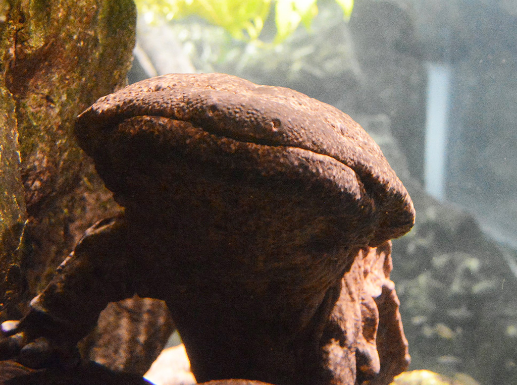 京都水族館のサンショウウオ（京都府/京都市）
