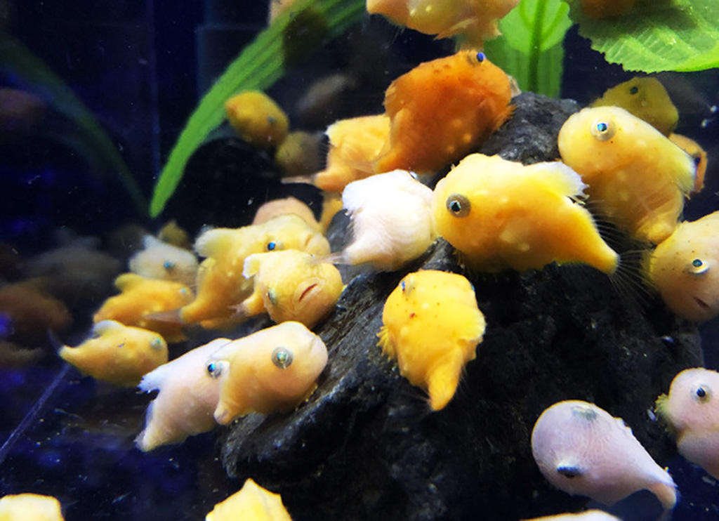 新江ノ島水族館のフウセンウオ（神奈川県/藤沢市）