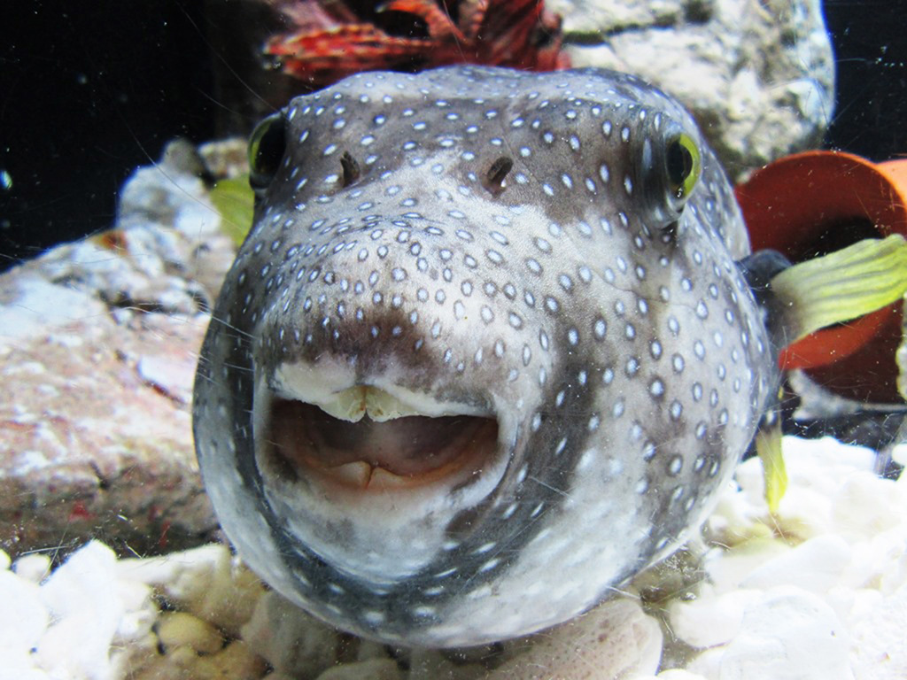 サザナミフグの“ぽんちゃん”/もぐらんぴあ水族館（岩手県/久慈市）