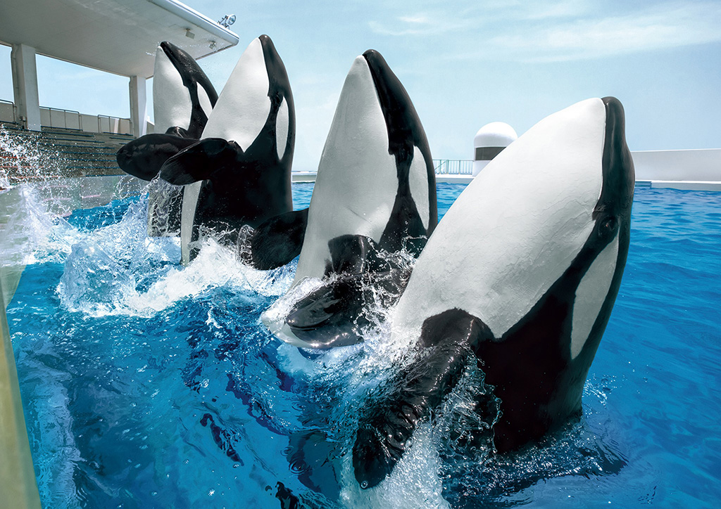 鴨川シーワールドのシャチ（千葉県/鴨川市）