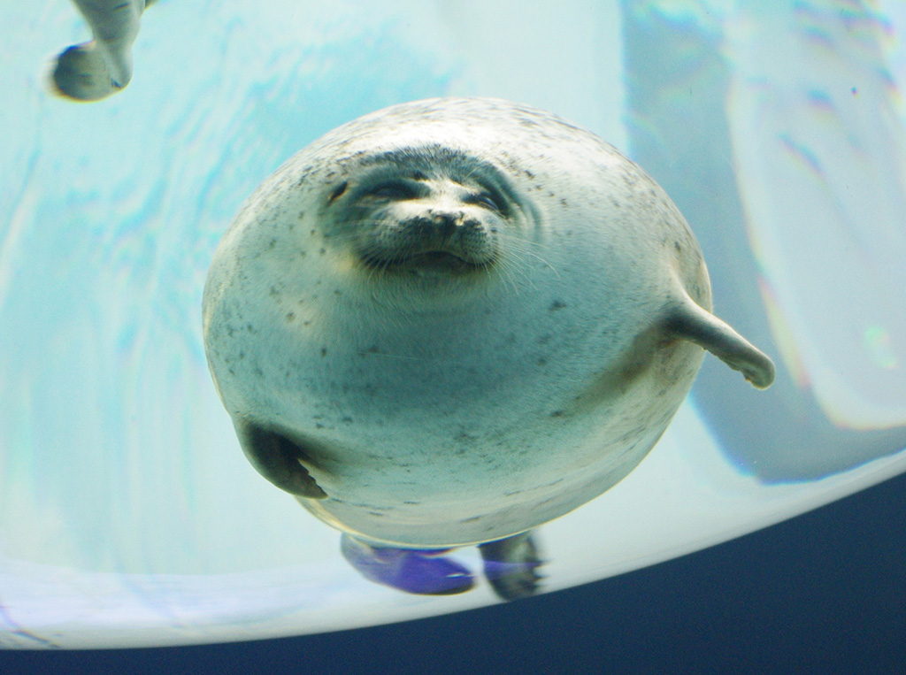 海遊館のワモンアザラシ（大阪府/大阪市）