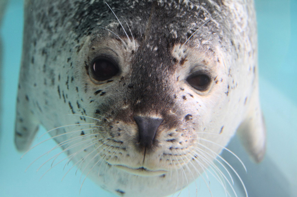 城崎マリンワールドのゴマフアザラシ（兵庫県/豊岡市）