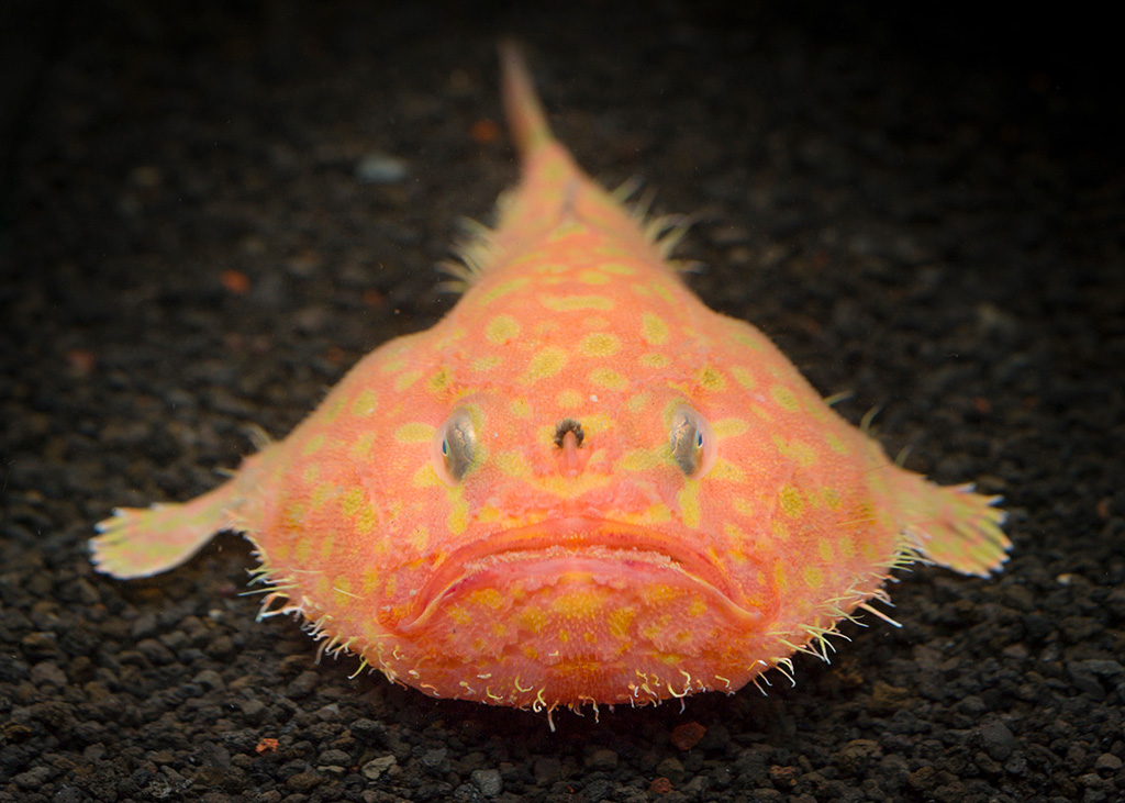 沼津港深海水族館 シーラカンス・ミュージアムのミドリフサアンコウ（静岡県/沼津市）