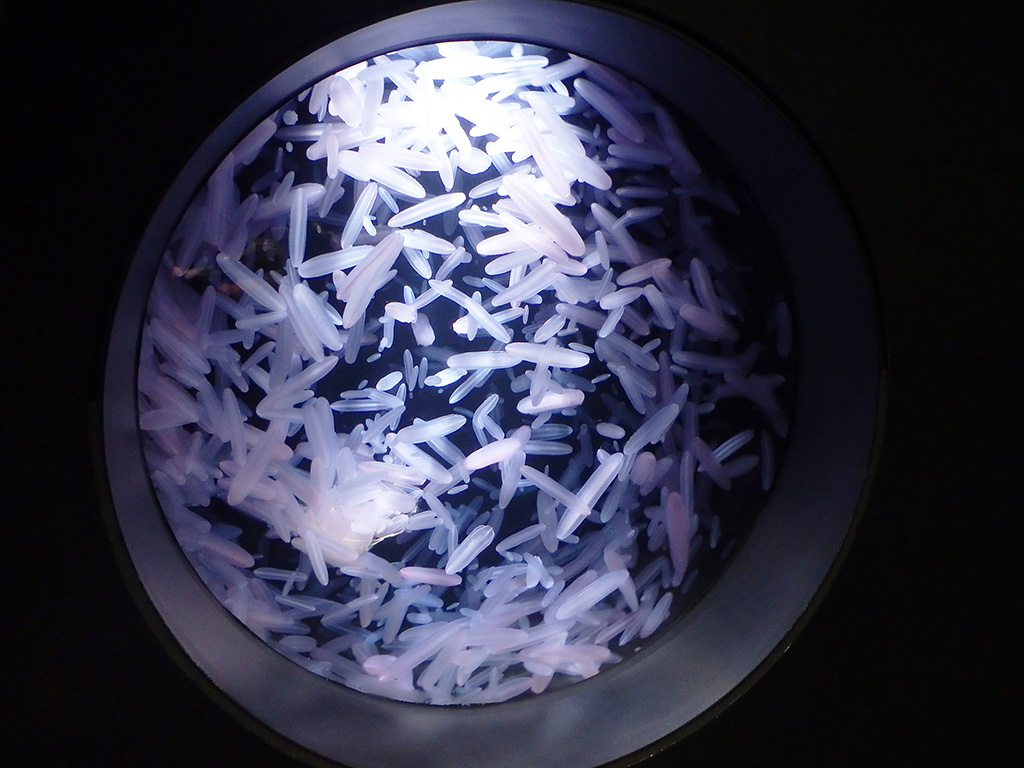 鶴岡市立加茂水族館のクラゲ（山形県/鶴岡市）