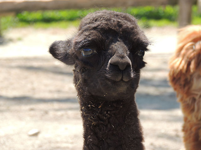 アルパカの赤ちゃん/那須りんどう湖レイクビュー(栃木県/那須町)