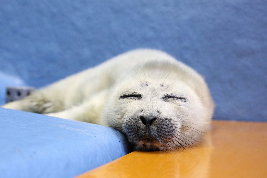 アザラシの赤ちゃん/鳥羽水族館（三重県/鳥羽市）
