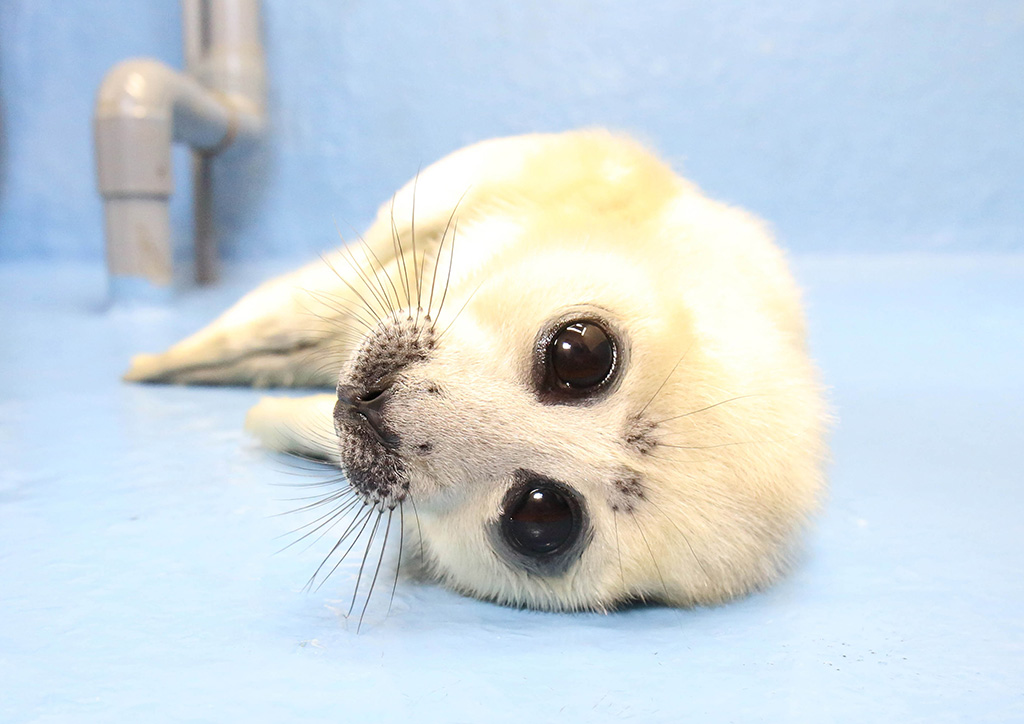 アザラシの赤ちゃん/鳥羽水族館（三重県/鳥羽市）