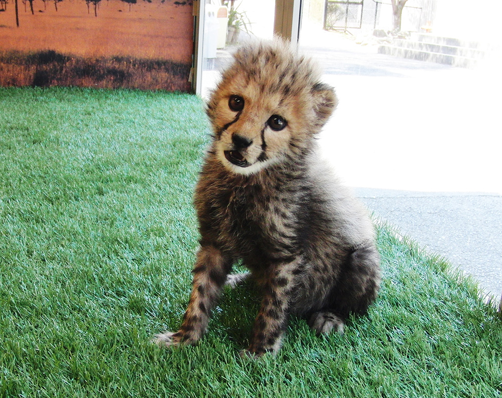 チーターの赤ちゃん姫路セントラルパーク（兵庫県/姫路市）