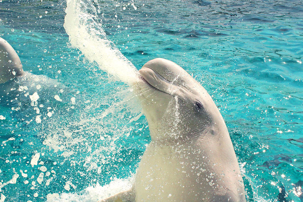 横浜・八景島シーパラダイスのイルカ（神奈川県/横浜市）