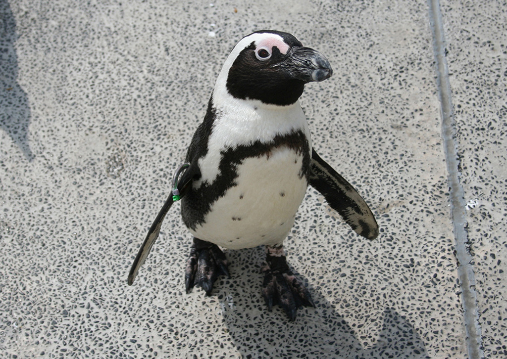 横浜・八景島シーパラダイスのペンギン（神奈川県/横浜市）