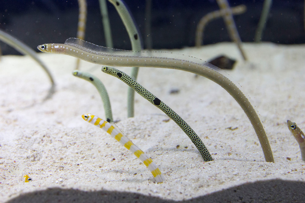 すみだ水族館のチンアナゴ（東京都/墨田区）
