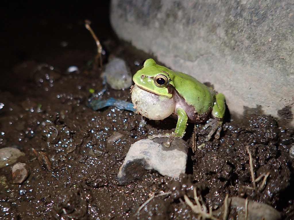 夜の散歩で見つけたカエル／教えて！ネイチャー先生