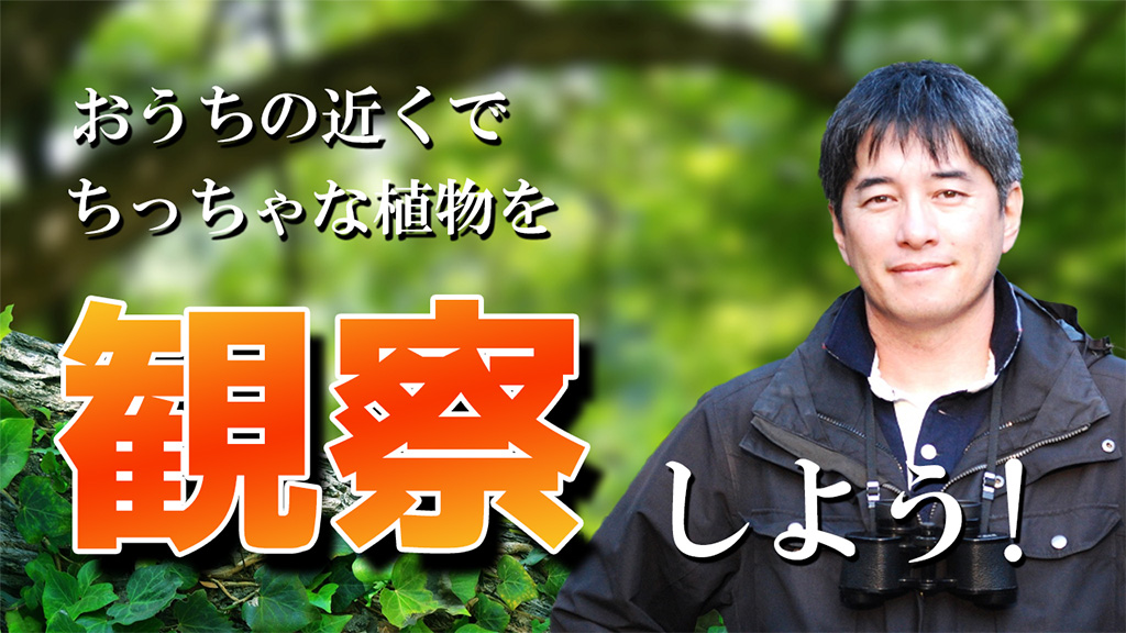 おうちの近くでちっちゃな植物を観察しよう！