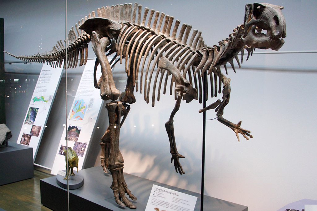 フクイサウルス 福井県立恐竜博物館 全身復元骨格