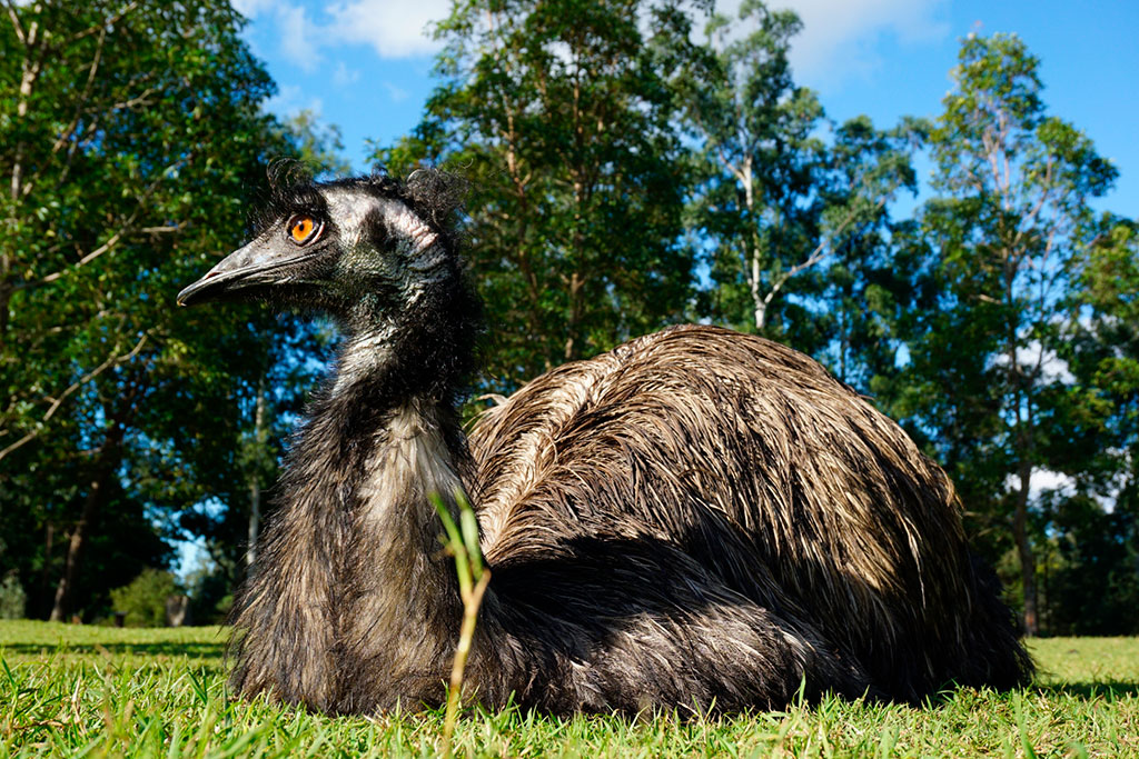 今も生きる恐竜!エミュ