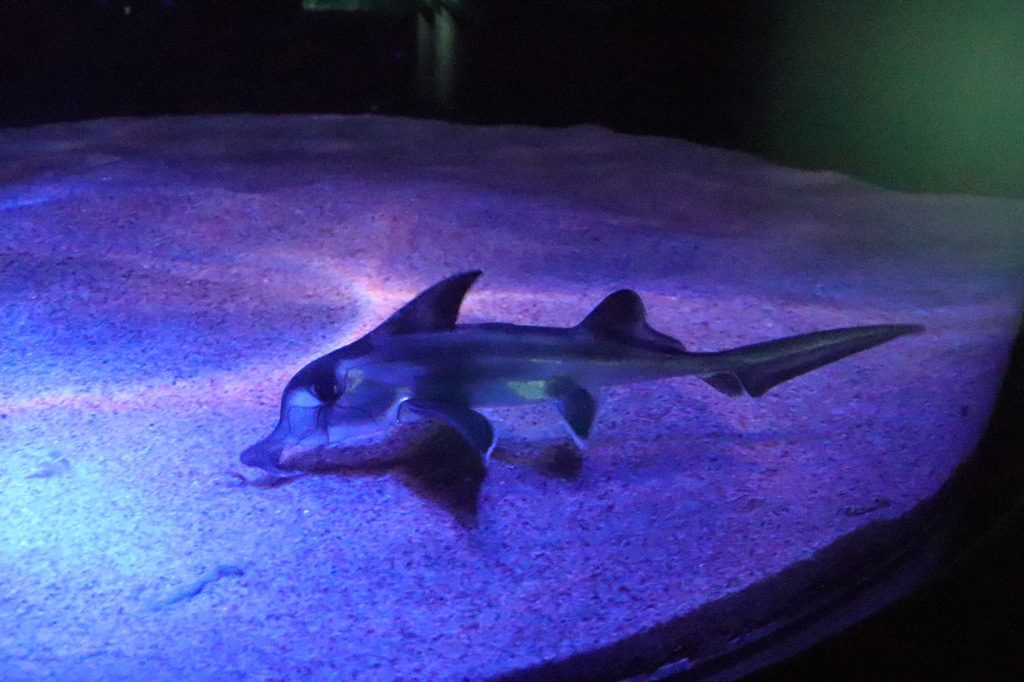 サンシャイン水族館のゾウギンザメの赤ちゃん（東京都/豊島区）